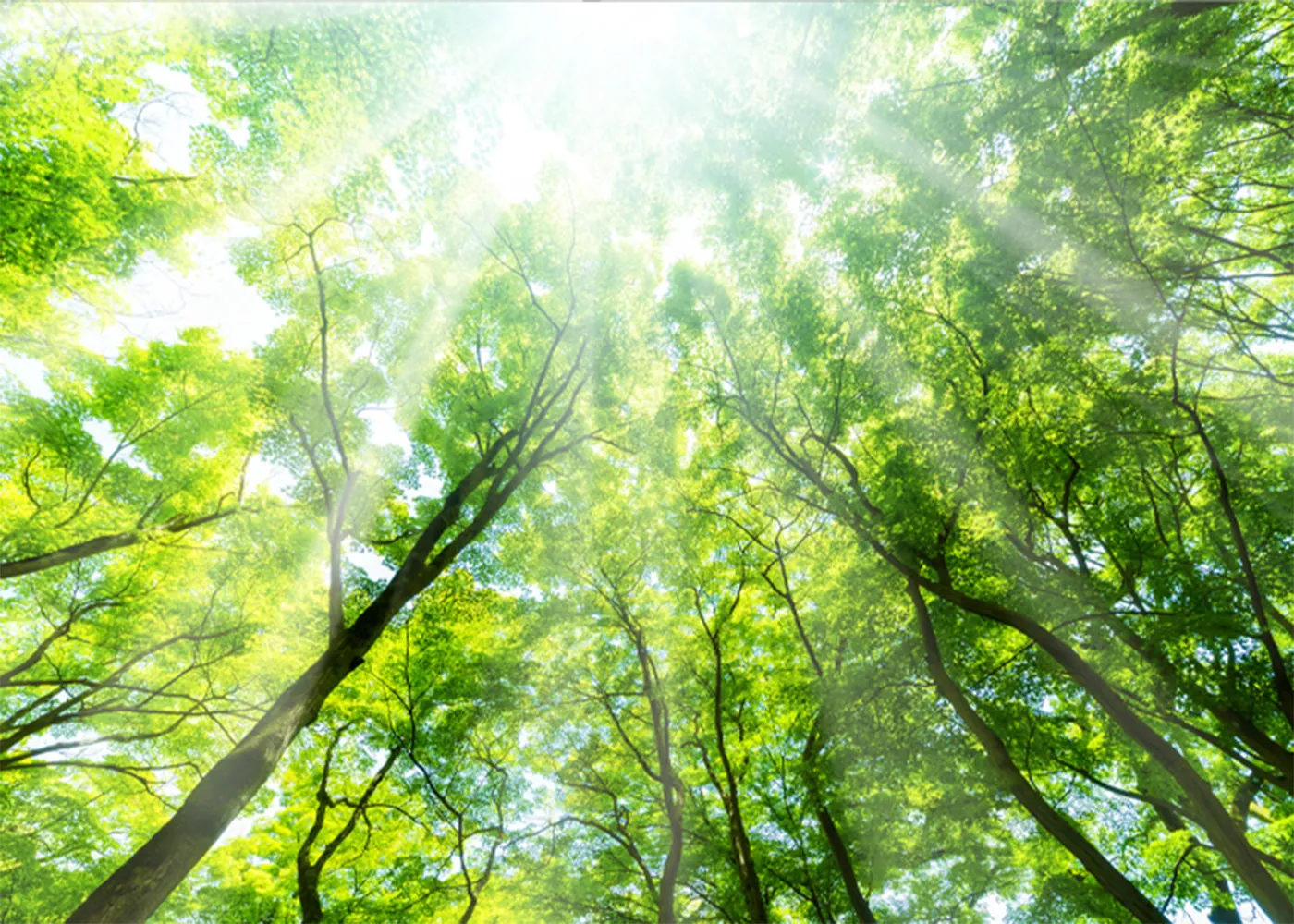 太陽の恵みを感じさせるイメージ画像