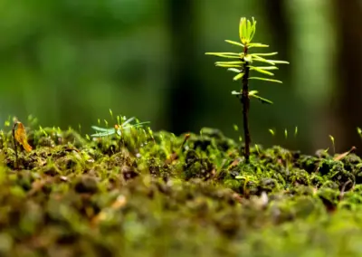 苔の上に芽吹く小さな植物 自然の再生と循環型社会